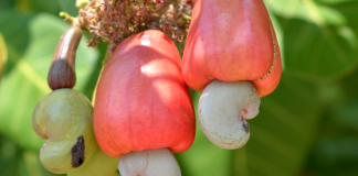 Commercialisation des noix de cajou : Hausse du prix plancher pour 2021-2022