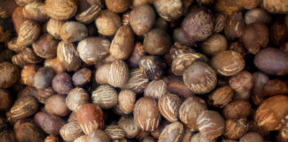 Bénin : 110FCFA/kg, prix plancher d’achat des amandes de karité