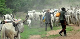 Campagne de transhumance 2022-2023 : Objectif « Zéro mort »