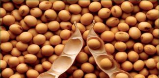 Soja : Fixation du prix pour la campagne de commercialisation 2022-2023