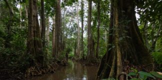 Bénin : Adoption de la Politique forestière 2023-2032