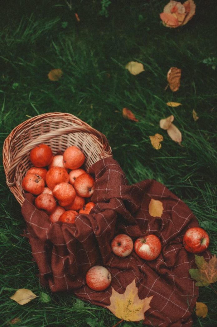 pexels-photo-9876240 basket of apples and a blanket on the meadow