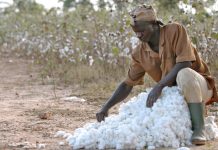 Intrants agricoles et coton-graine : le gouvernement fixe les nouveaux prix homologués