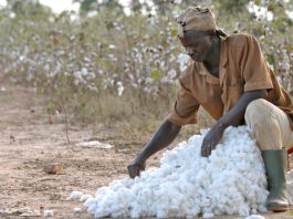 Intrants agricoles et coton-graine : le gouvernement fixe les nouveaux prix homologués