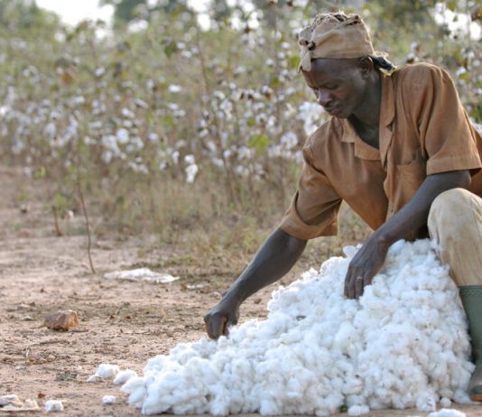 Intrants agricoles et coton-graine : le gouvernement fixe les nouveaux prix homologués