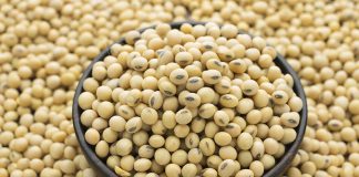 Campagne de commercialisation 2023-2024 du soja grain : Les mesures du gouvernement