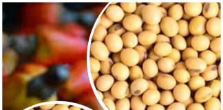 Anacarde et Soja : Vers la réorganisation des deux secteurs