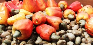 Bénin : Lancement de la campagne 2024-2025 de commercialisation des noix de cajou