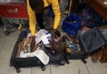 Gabon : un Béninois interpellé à l’aéroport de Libreville avec deux valises remplies de fétiches