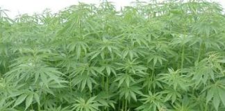 Savè : Un champ d’un hectare de chanvre indien démantelé