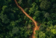 Filière bois au Bénin : la Société de Développement Forestier créée