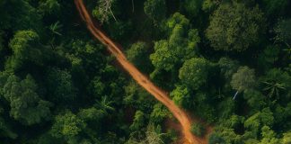 Filière bois au Bénin : la Société de Développement Forestier créée