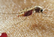 Santé au Bénin : Création d’une Agence nationale de lutte contre la malaria et les moustiques