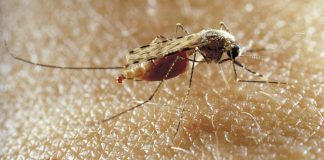 Santé au Bénin : Création d’une Agence nationale de lutte contre la malaria et les moustiques