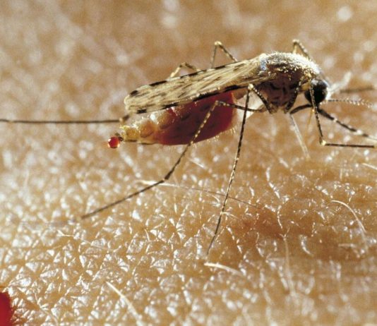 Santé au Bénin : Création d’une Agence nationale de lutte contre la malaria et les moustiques