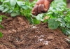 Engrais agricoles : Plus de 31 milliards FCFA pour soutenir les producteurs
