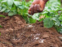 Engrais agricoles : Plus de 31 milliards FCFA pour soutenir les producteurs