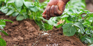 Engrais agricoles : Plus de 31 milliards FCFA pour soutenir les producteurs